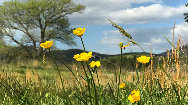 Rockfish Valley Foundation Natural History Center