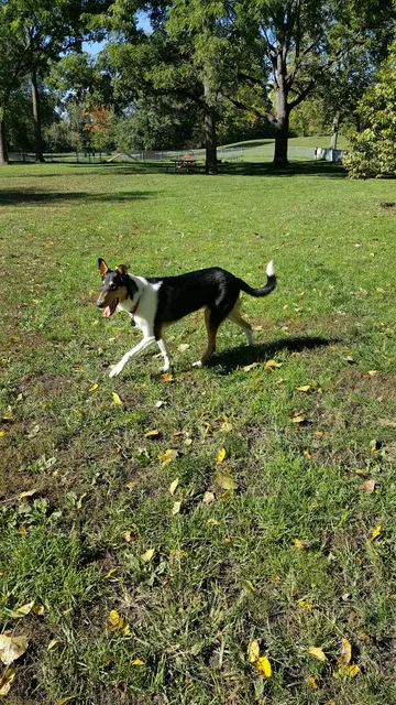 Wayne County Dog Park
