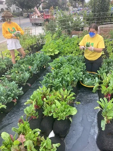 Crop Swap LA - Asante Microfarm