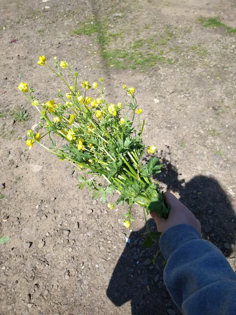 Cedarville City Park