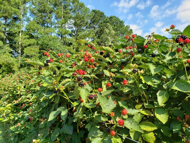 Dr. Young's Pond Berry Farm