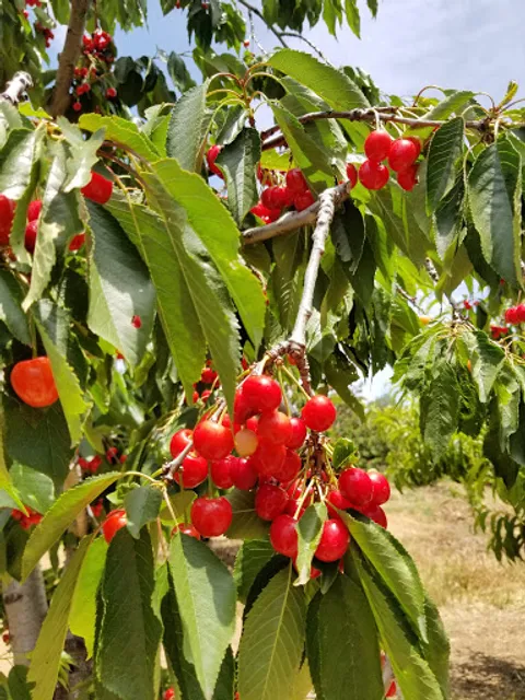 Guldseth Cherry Orchards
