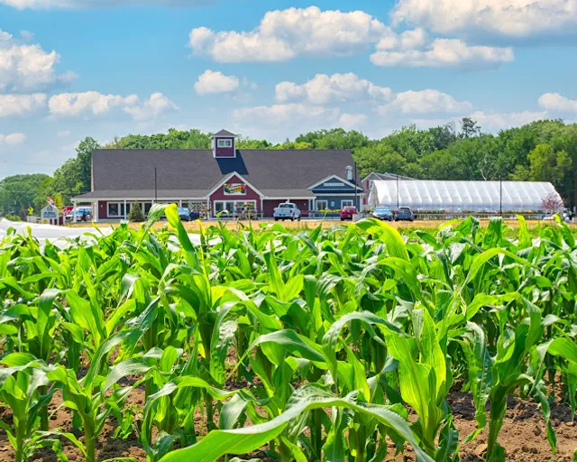 McKinstry's Market Garden