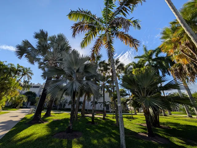 FIU Palmetum