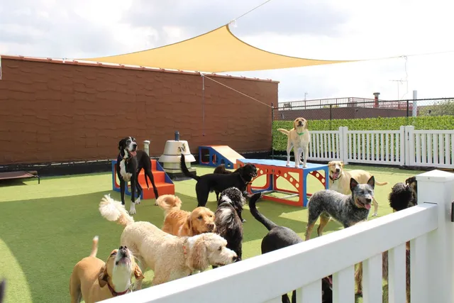 All Dogs In The City