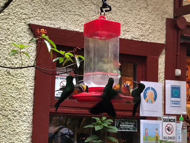 Monteverde Hummingbird Gallery