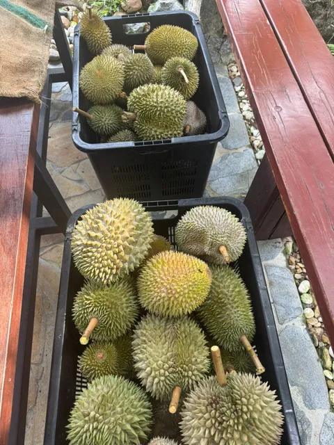 联友庄园 lian you orchard