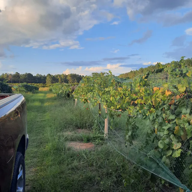 Suzanne's Fruit Farm & Peach Orchards