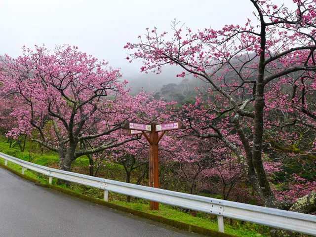 Cherry Blossoms Mt. Yaedake