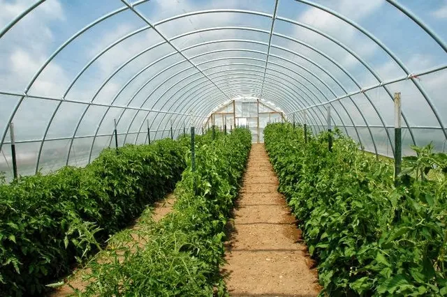 Tomato Mountain Farm