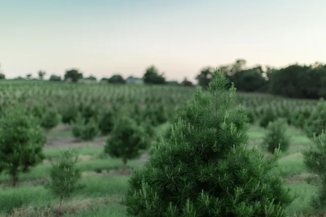Elgin Christmas Tree Farm
