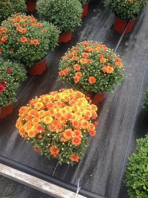 Five Corners Greenhouse