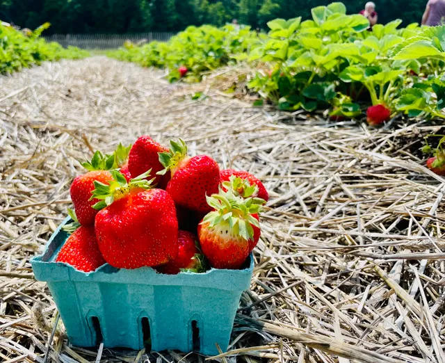 Sussex County Strawberry Farm