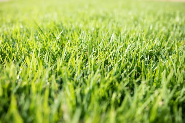 Aggieland Green - Houston