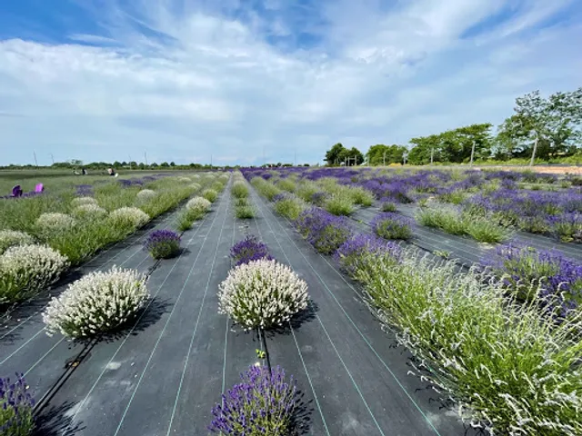 Lavender By The Bay Calverton