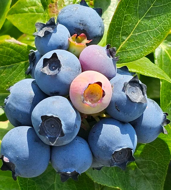 The Blueberry Patch