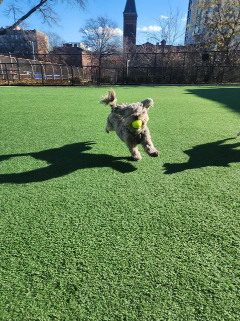 Marcy Green Dog Park