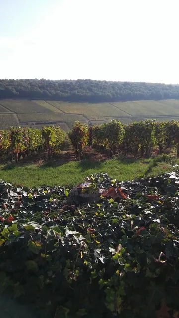 Domaine Alain Gras