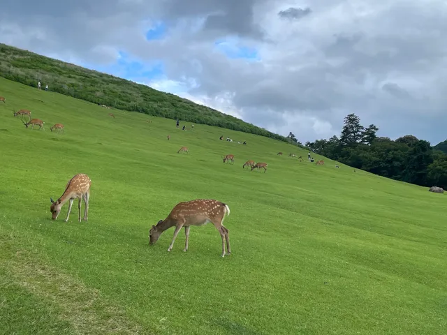 Mount Wakakusa base North Gate