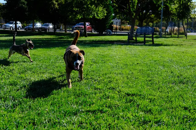 Sacramento County Animal Shelter Off Leash Dog Park