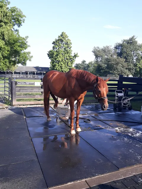 Kentucky Spring Horse Shows