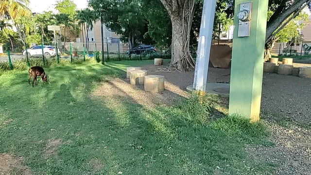 Parque de Perros Arterial Hostos