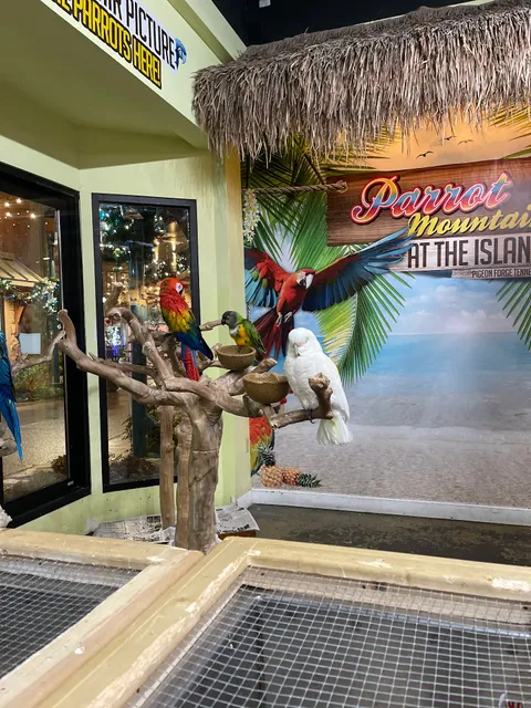 Parrot Mountain at the Island