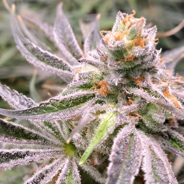 Phippsburg Cannabis Flower Company