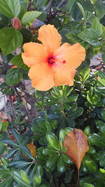 Seaquest Seafood Corporation