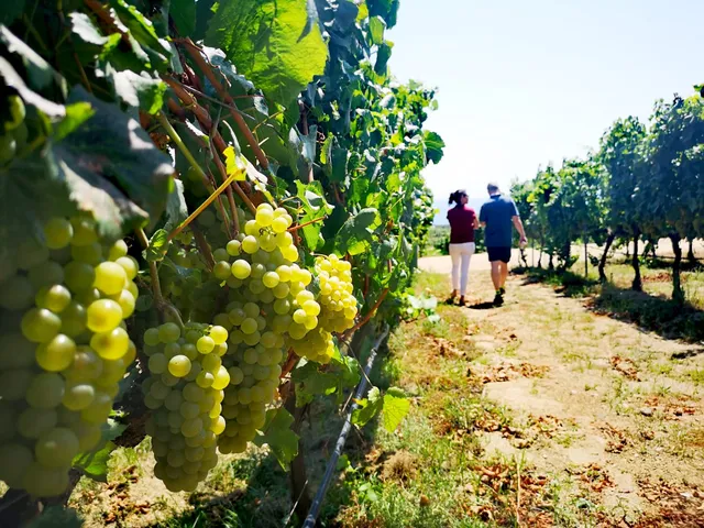 Art Laietà d'Alta Alella