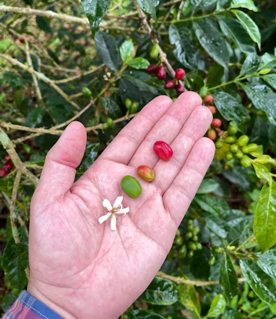 Valeria specialty coffee, art & souvenirs