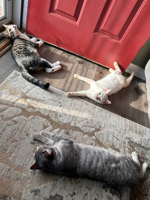 Highway 92 Animal Hospital