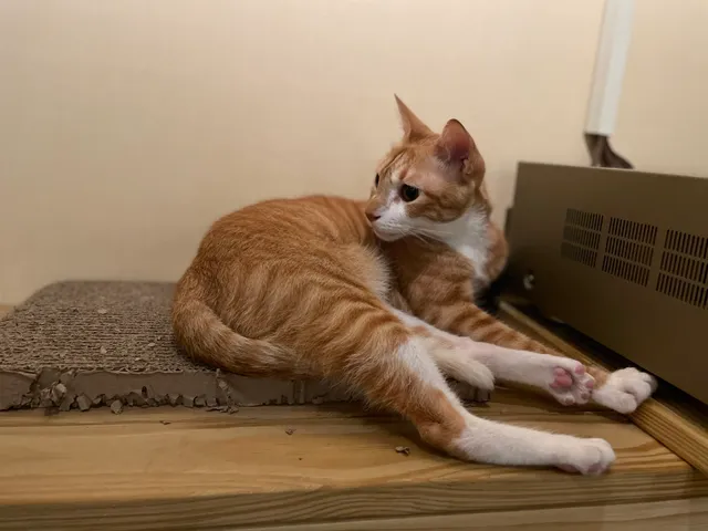 SC YOGA DESA紹晴瑜伽聚落