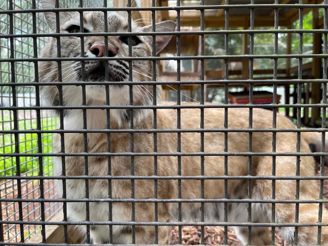 Wild Florida Sanctuary