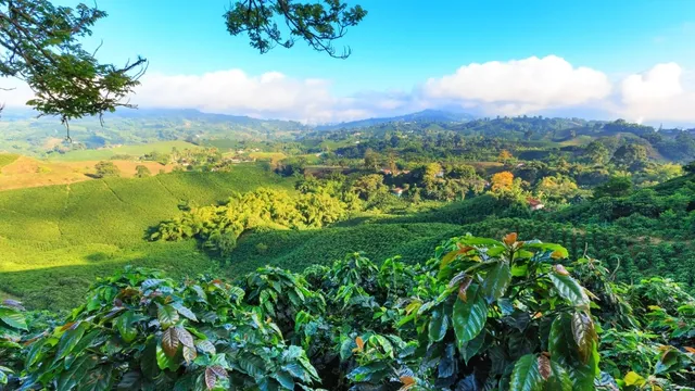 Coffee And USA - Shop our 100% Mountain Grown Arabica Colombian Coffee in Key Biscayne, FL