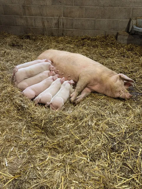 Colliers Adventure Farm