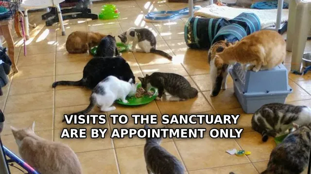 The Little Cats' Rescue, Inc.