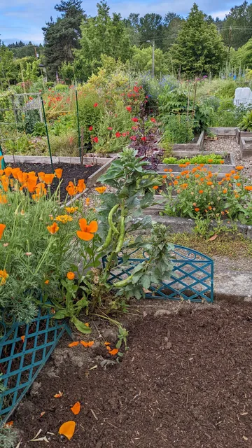 Delridge P-Patch Community Gardens