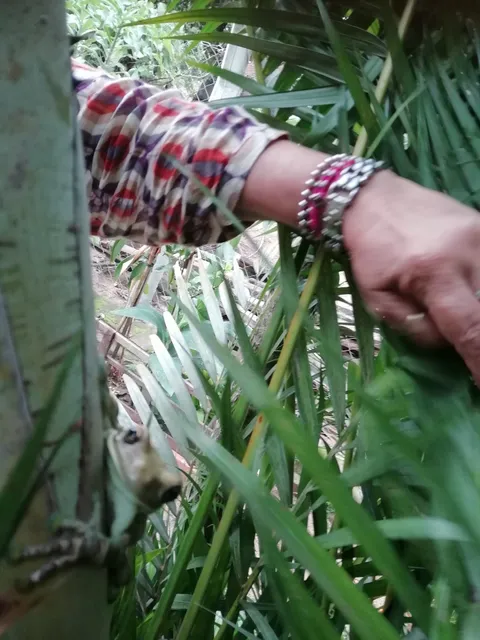 Chipa Barrero, Pedrozo, central km 42