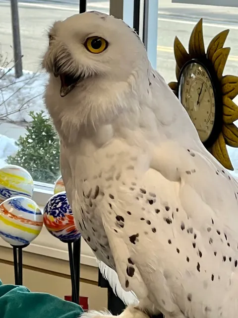 Wildbird Junction Backyard Nature Shoppe