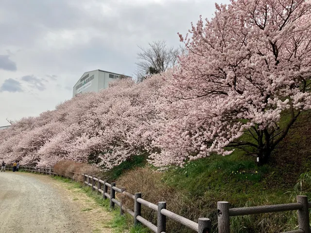 Harumeki-Sakura Cherry Blossoms