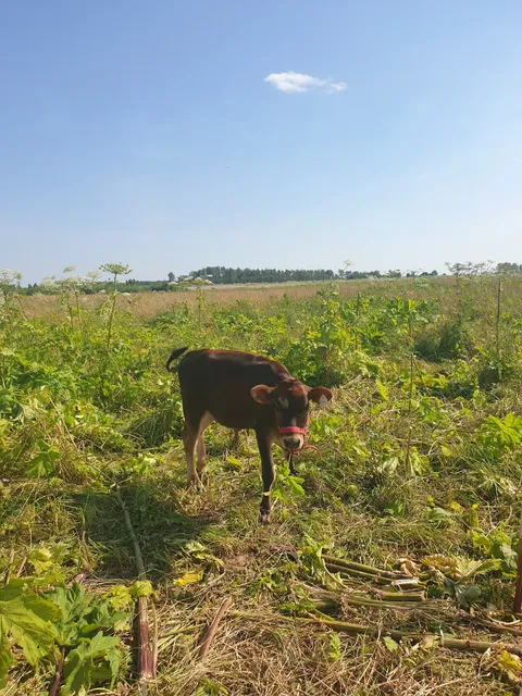 Horse-racing complex "Voskresensky"