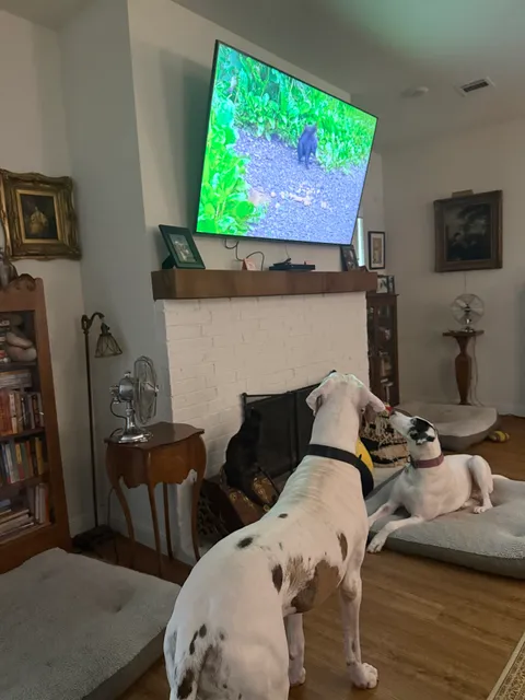 Weatherford Whiskers