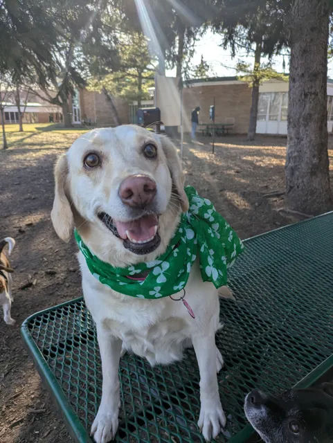 Glen Ellyn Park District