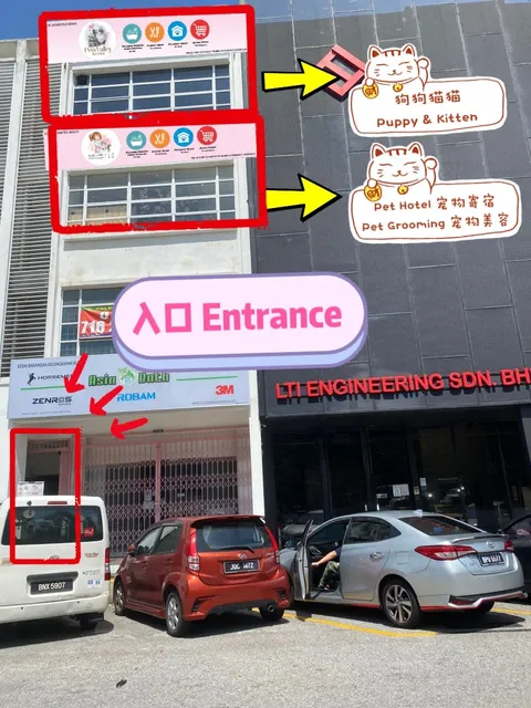 Furfather Pets Malaysia & Singapore - Pet For Sale