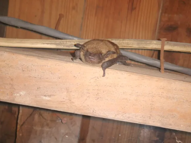 Orlando Bat Exclusion Pro