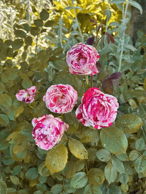 PowerVsteam Yoni Spa