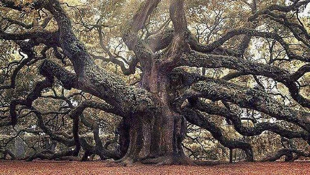 Eugene M Brennan Tree Service LLC