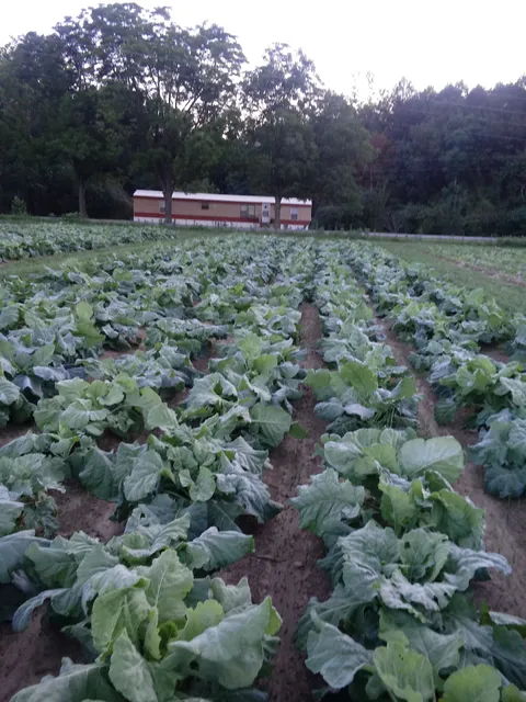 Greenville Farmers Market