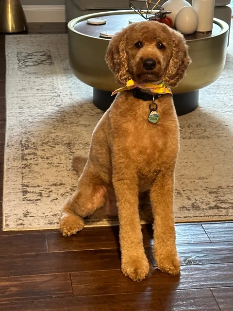 Canine Wellness Center